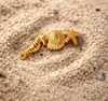 tidal-treasure-earcuff