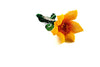 Yellow Dolly Brooch Pin