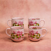 Bougainvillea - Collection